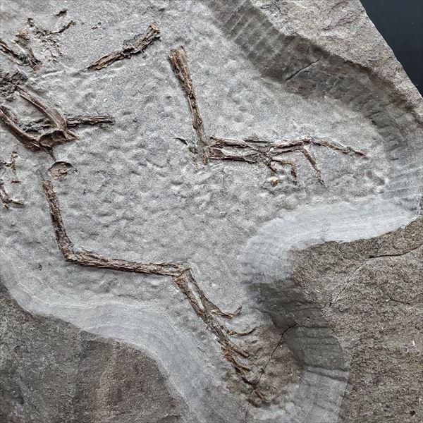 極上 カエル 化石 本物 ボスニア産 250mm tb36