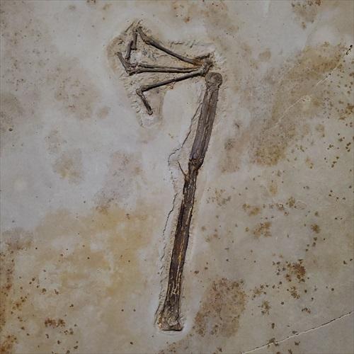 博物館級 トゥパンダクティルス 化石 足 恐竜 本物 ブラジル産