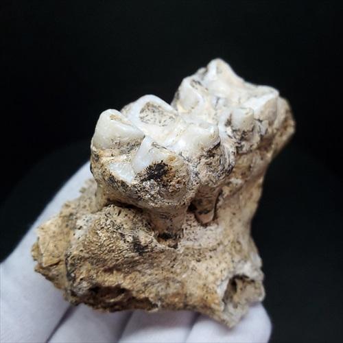 博物館級 キプロスドワーフカバ 化石 顎 本物 キプロス共和国 fr53