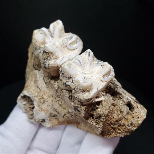 博物館級 キプロスドワーフカバ 化石 歯 本物 キプロス共和国 fr54 博物館級 キプロスドワーフカバ 化石 歯 本物 キプロス共和国 mm