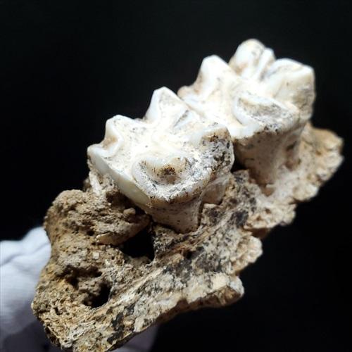 博物館級 キプロスドワーフカバ 化石 顎 本物 キプロス共和国 fr53 博物館級 キプロスドワーフカバ 化石 歯 本物 キプロス共和国 mm