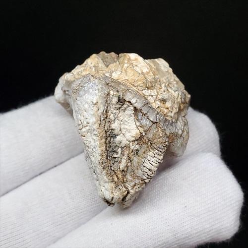 博物館級 キプロスドワーフカバ 化石 歯 本物 キプロス共和国 fr54 博物館級 キプロスドワーフカバ 化石 歯 本物 キプロス共和国 mm