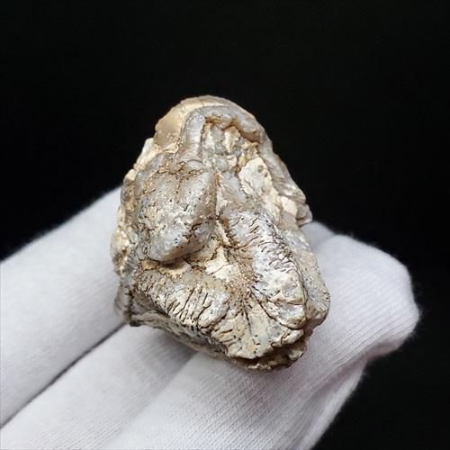 博物館級 キプロスドワーフカバ 化石 歯 本物 キプロス共和国 fr54 博物館級 キプロスドワーフカバ 化石 歯 本物 キプロス共和国 fr54