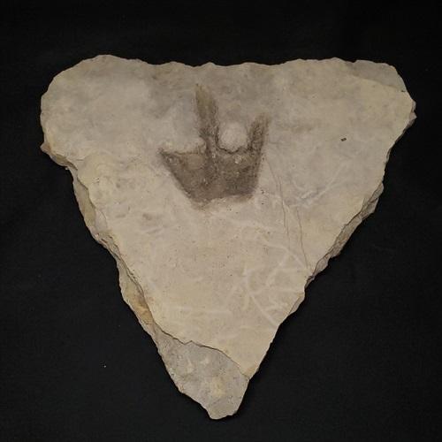 再開予定　準備中さま　希少 グラレーター 恐竜 足跡 270mm fr60 希少 グラレーター 恐竜 足跡 化石 本物 フランス産 270mm fr60