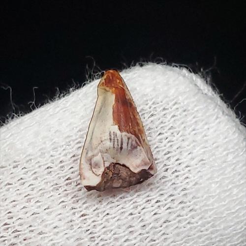 沖縄産　哺乳類の歯化石 沖縄県産 哺乳類の歯化石