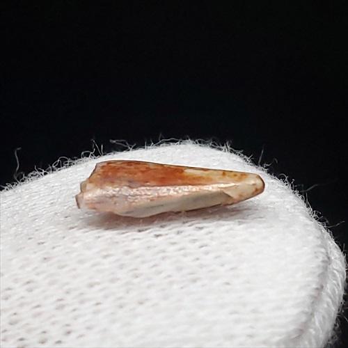 希少 コエロフィシス 化石 歯 本物 ニューメキシコ州産10.05mm fr82 希少 コエロフィシス 化石 歯 本物 ニューメキシコ州産10.05mm