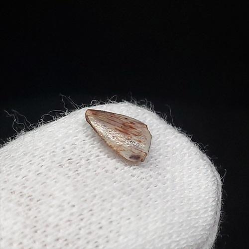 希少 ポストスクス 爬虫類 歯 化石 本物 ニューメキシコ産 7.06mm