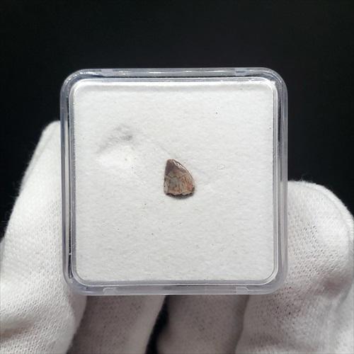 希少 ポストスクス 爬虫類 歯 化石 本物 ニューメキシコ産 7.06mm