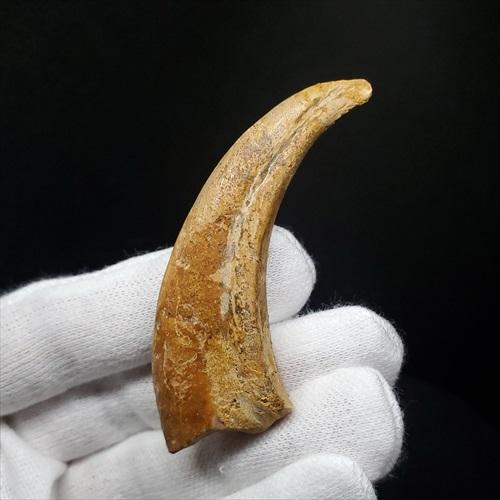 翼竜の爪　化石　モロッコ 博物館級 アランカ 翼竜 爪 化石 本物 モロッコ産 61.84mm