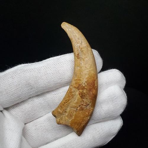 翼竜の爪　化石　モロッコ 翼竜の爪 化石 モロッコ PaleoWorld - Etsy 日本