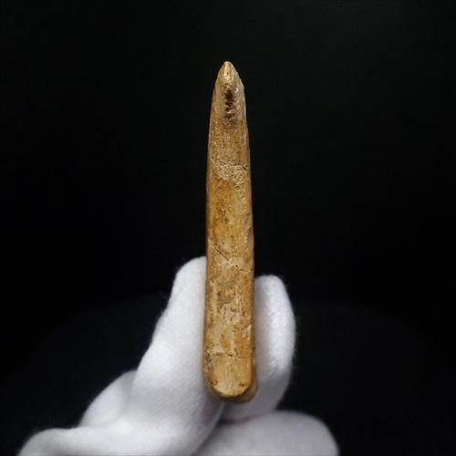 翼竜の爪　化石　モロッコ 博物館級 アランカ 翼竜 爪 化石 本物 モロッコ産 61.84mm