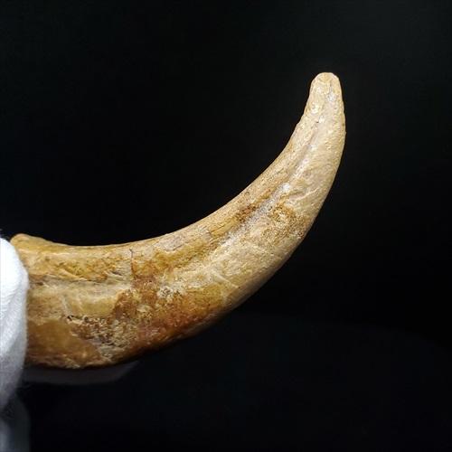 翼竜の爪　化石　モロッコ 博物館級 アランカ 翼竜 爪 化石 本物 モロッコ産 61.84mm