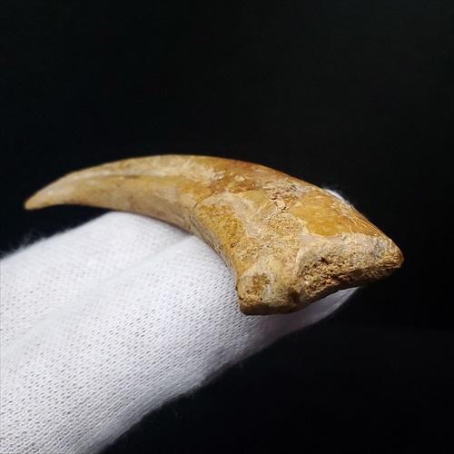 モロッコ　ベニワレンラグ SALE‼️ 恐竜の化石 本物 10%OFF モロッコ ベニワレンラグ SALE‼️ 恐竜の化石 本物 10%OFF