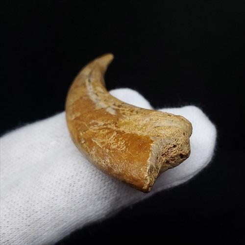 翼竜の爪　化石　モロッコ 博物館級 アランカ 翼竜 爪 化石 本物 モロッコ産 61.84mm