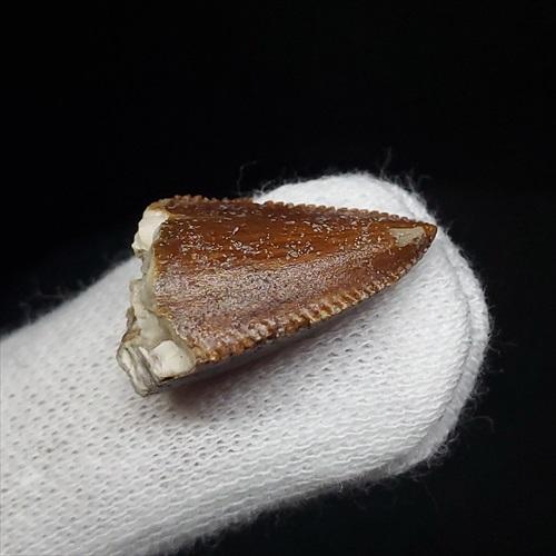 博物館級 マジュンガサウルス 恐竜 歯 化石 本物 マダガスカル産