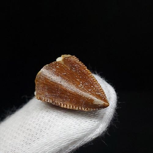 モササウルス　歯　化石 71sM621HUEL._UF350,350_QL50_.jpg