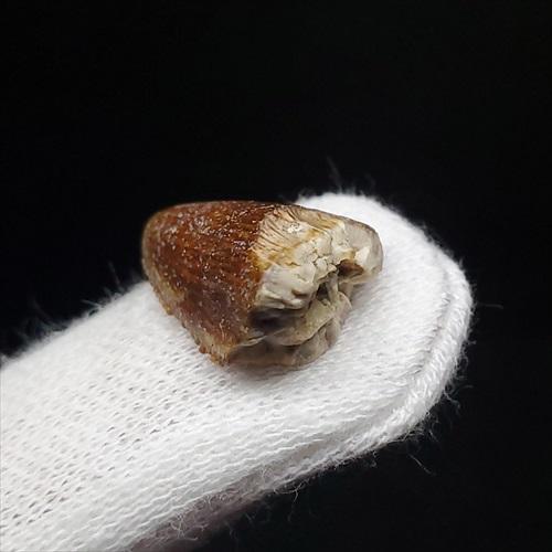 博物館級 マジュンガサウルス 恐竜 歯 化石 本物 マダガスカル産 19.30