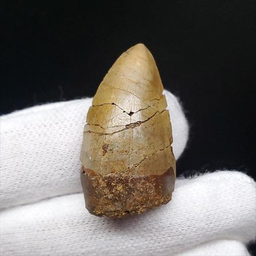 博物館級 メガロサウルス 恐竜 歯 化石 本物 フランス産 29.36mm