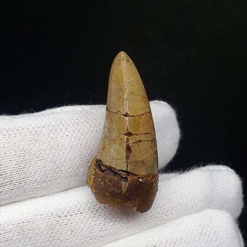 博物館級 メガロサウルス 恐竜 歯 化石 本物 フランス産 29.36mm