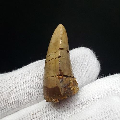 博物館級 メガロサウルス 恐竜 歯 化石 本物 フランス産 29.36mm