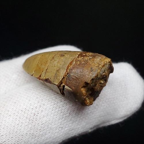 博物館級 メガロサウルス 恐竜 歯 化石 本物 フランス産 29.36mm