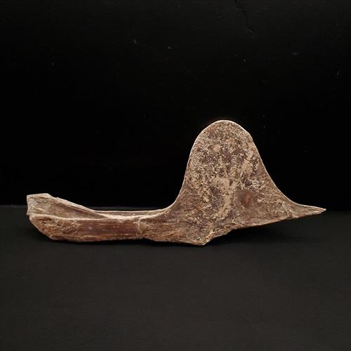 博物館級 タペヤラ 化石 下顎 恐竜 本物 ブラジル産 225mm fr77 博物館級 タペヤラ 化石 下顎 恐竜 本物 ブラジル産 225mm