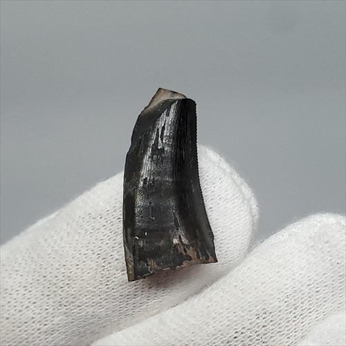 博物館級 ケラトサウルス 化石 骨 歯 恐竜 本物 ポルトガル産 博物館級 ケラトサウルス 化石 骨 歯 恐竜 本物 ポルトガル産