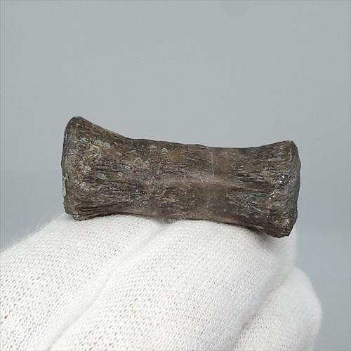 博物館級 ケラトサウルス 化石 骨 歯 恐竜 本物 ポルトガル産 博物館級 ケラトサウルス 化石 骨 歯 恐竜 本物 ポルトガル産
