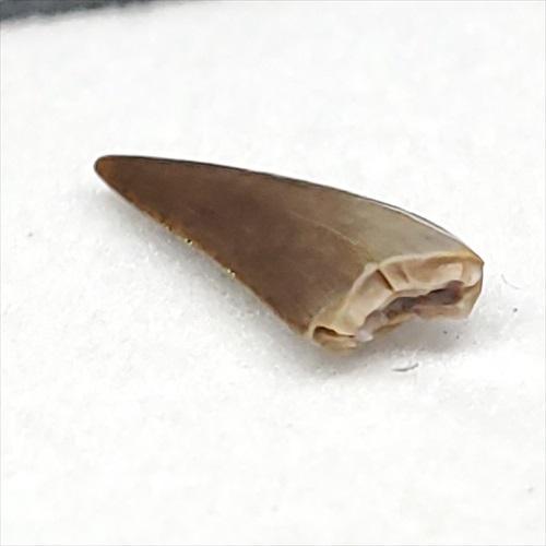 希少 コエロフィシス 化石 歯 本物 ニューメキシコ州産10.05mm fr82 希少 コエロフィシス 化石 歯 恐竜 本物 ニューメキシコ州産 10.05mm