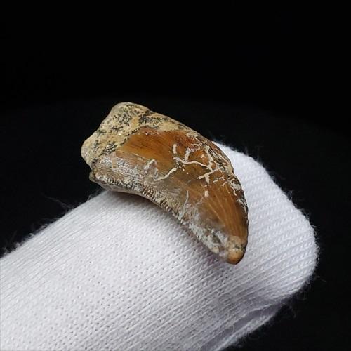 希少 ネオヴェナトル 化石 歯 恐竜 本物 ワイト島産 21.26mm fr83