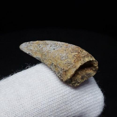 希少 ネオヴェナトル 化石 歯 恐竜 本物 ワイト島産 21.26mm 
