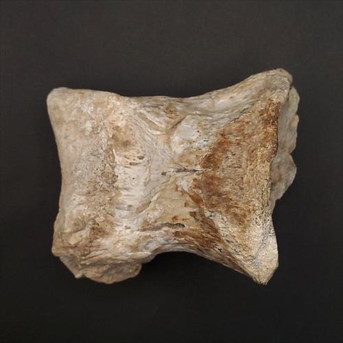 希少 ティラノサウルス類 化石 骨 恐竜 本物 ゴビ砂漠産 101.33mm