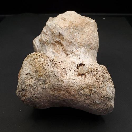 希少 ティラノサウルス類 化石 骨 恐竜 ゴビ砂漠産101.33mm  fr87 希少 ティラノサウルス類 化石 骨 恐竜 本物 ゴビ砂漠産 101.33