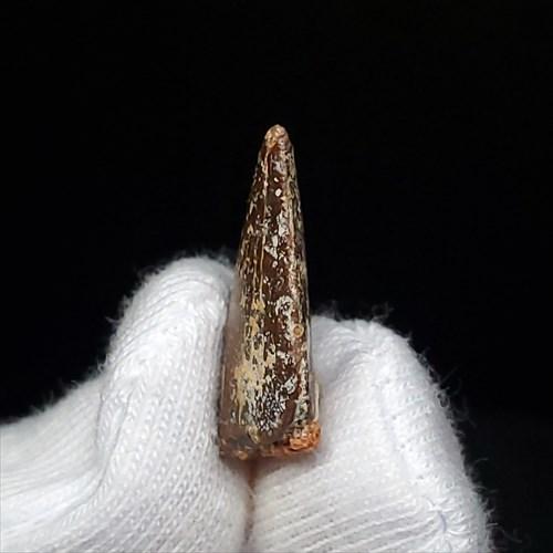 美品 ラプトル 化石 歯 恐竜 本物 モロッコ産 ケース付き 17.78mm 