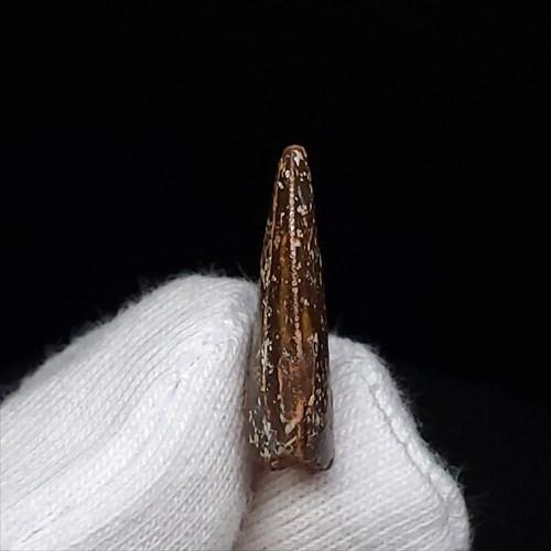美品 ラプトル 化石 歯 恐竜 本物 モロッコ産 ケース付き 17.78mm