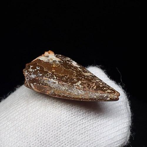 美品 ラプトル 化石 歯 恐竜 本物 モロッコ産 ケース付き 17.78mm 