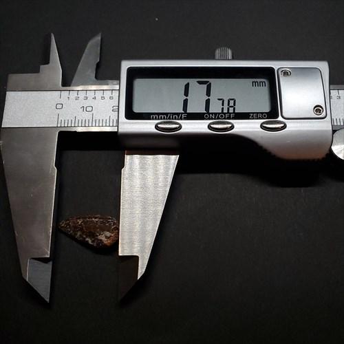 美品 ラプトル 化石 歯 恐竜 本物 モロッコ産 ケース付き 17.78mm 