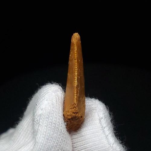 美品 ラプトル 化石 歯 恐竜 本物 モロッコ産 ケース付き 19.82mm