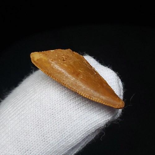 美品 ラプトル 化石 歯 恐竜 本物 モロッコ産 ケース付き 19.82mm