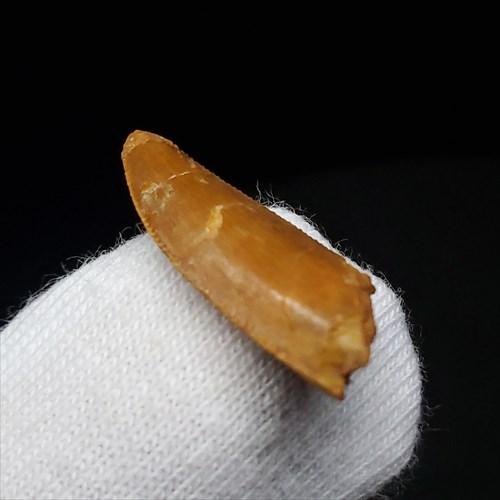 美品 ラプトル 化石 歯 恐竜 本物 モロッコ産 ケース付き 19.82mm