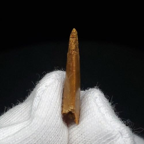 ラプトル 化石 歯 恐竜 本物 モロッコ産 ケース付き 16.75mm 