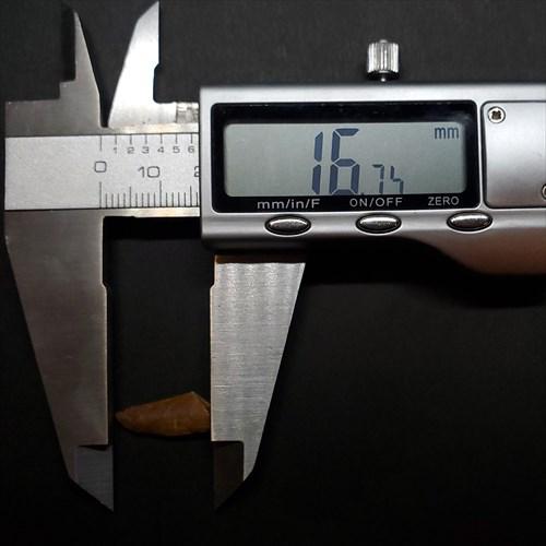 ラプトル 化石 歯 恐竜 本物 モロッコ産 ケース付き 16.75mm 