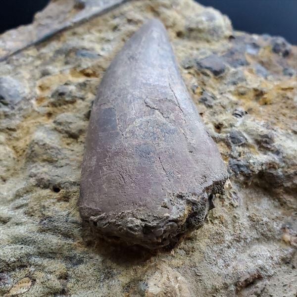 ティラノサウルス 歯 牙 化石 鑑定書付き 母岩付き 恐竜 アンティーク ティラノサウルス 歯 牙 化石 鑑定書付き 母岩付き 恐竜 アンティーク