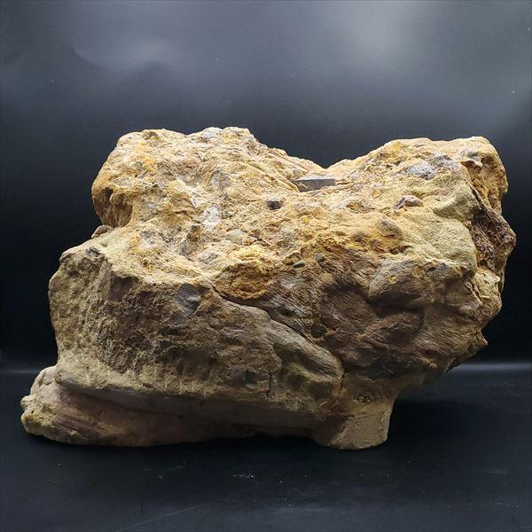 母岩付き ティラノサウルス 化石 歯 本物 アメリカ産 250mm fy4