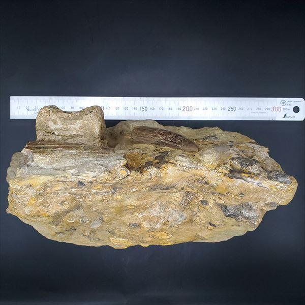 母岩付き ティラノサウルス 化石 歯 本物 アメリカ産 250mmプレゼント