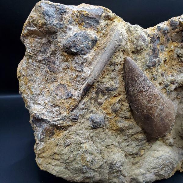 母岩付き ティラノサウルス 化石 歯 本物 アメリカ産 250mmプレゼント