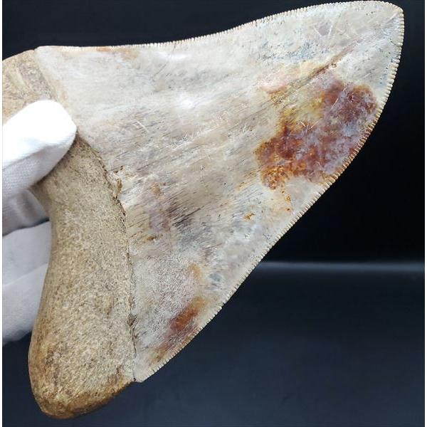 白亜紀の驚異！プログナトドン・ギガンテウスの化石歯 - 極上の一品 白亜紀の驚異！プログナトドン・ギガンテウスの化石歯 - 極上の一品