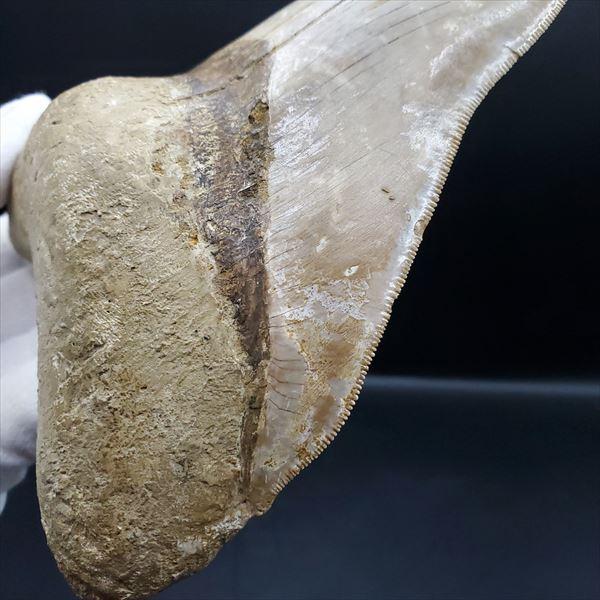 極上 メガロドン 歯 化石 本物 USA 極上 メガロドン 歯 化石 本物 USA - メルカリ