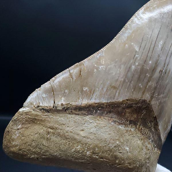 極上 メガロドン 歯 化石 本物 インドネシア 138.97mm プレゼント