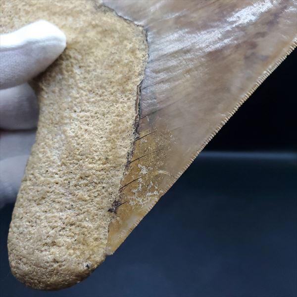 化石 サメの歯　メガロドン　インドネシア　130mm　No.654 化石 サメの歯 メガロドン インドネシア 130mm No.654 極上